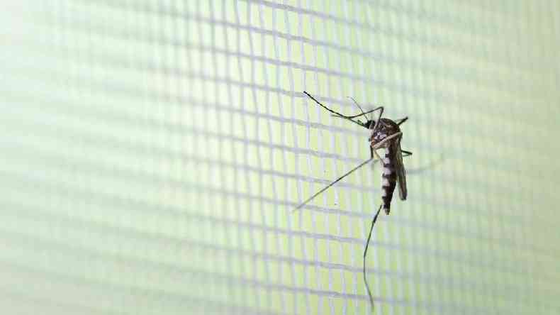 Método tem grande potencial contra outras doenças transmitidas pelo mosquito, como zika, febre amarela e febre chicungunha(foto: Getty Images)
