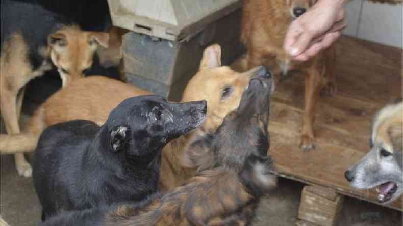 H casos de animais de estimao cujo dono entrou na extensa lista de vtimas da covid-19(foto: ONG Co Sem Fome/ Divulgao)