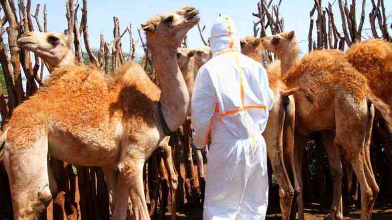 Abordar um camelo para coletar uma amostra de sangue ou esfregao requer certo cuidado (foto: JACOB KUSHNER )