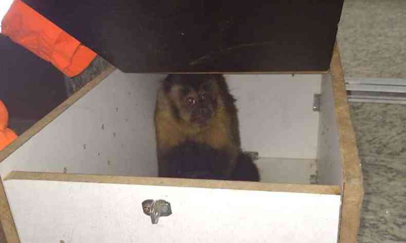 Aps escapar por cerca de 30 minutos, macaco-prego foi capturado pelos bombeiros e liberado em rea verde(foto: Corpo de Bombeiros/Divulgao)