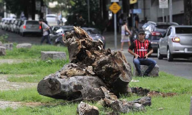Tocos deverão ser retirados preferencialmente no momento do corte(foto: Juarez Rodrigues/EM/D.A PRESS) Tocos deverão ser retirados preferencialmente no momento do corte(foto: Juarez Rodrigues/EM/D.A PRESS)