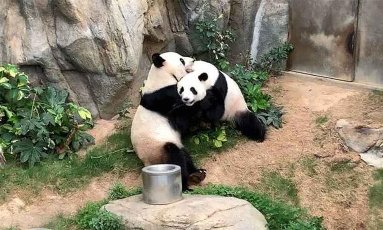 Pandas voltaro  China devido ao novo coronavrus(foto: OCEAN PARK ZOO/ Divulgao)