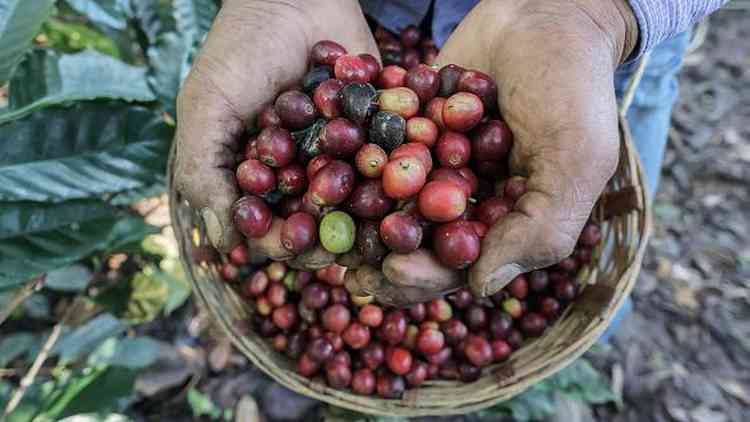 Frutos de caf