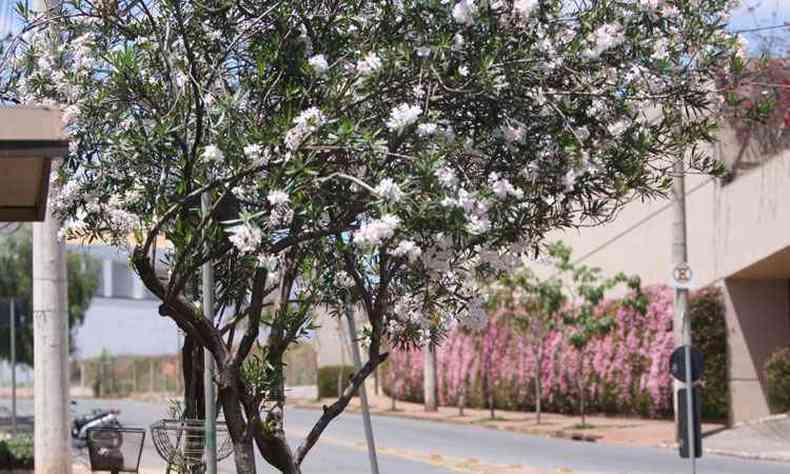 Florao branca da espirradeira compe a aquarela que faz lembrar a cidade-jardim(foto: Fotos: EDSIO FERREIRA/EM/D.A PRESS)