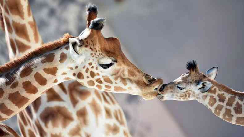 Com pescoos excepcionalmente longos, girafas precisam manter uma presso sangunea extraordinariamente alta %u2014 como elas fazem isso sem adoecer?(foto: Getty Images)