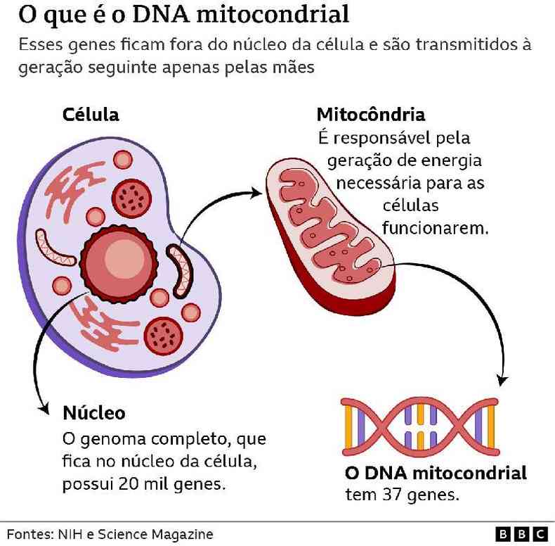 O que  a mitocndria e o DNA mitocondrial