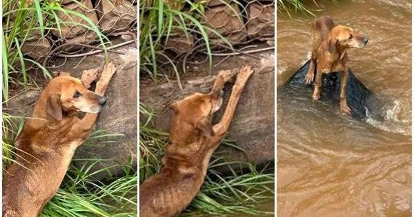  Cachorro se agarra à margem de córrego à espera de socorro; veja o resgate 