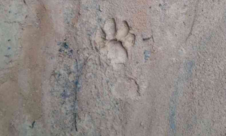 Pesquisadores encontraram novas pegadas do animal