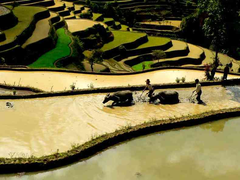 Tcnica milenar dos terraos de arroz de Honghe Hani, na China,  empregada at hoje (foto: Fao/Divulgao)
