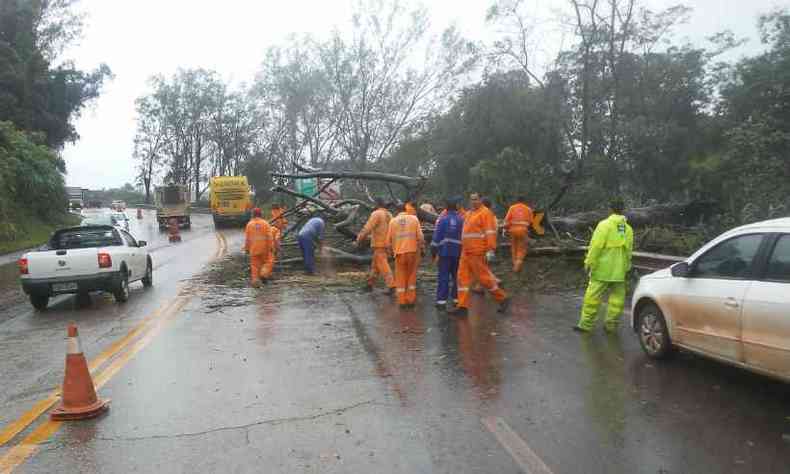 rvore caiu durante temporal e interditou parte da BR-040 em Congonhas(foto: Via 040/Divulgao)