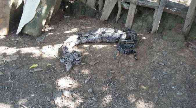 Moradores encontraram a cobra dentro de um galinheiro(foto: Corpo de Bombeiros/Divulgao)