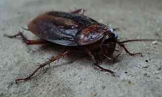Segundo os mdicos, se o inseto tivesse morrido, poderia ter prejudicado o crebro da paciente (foto: Public domain)