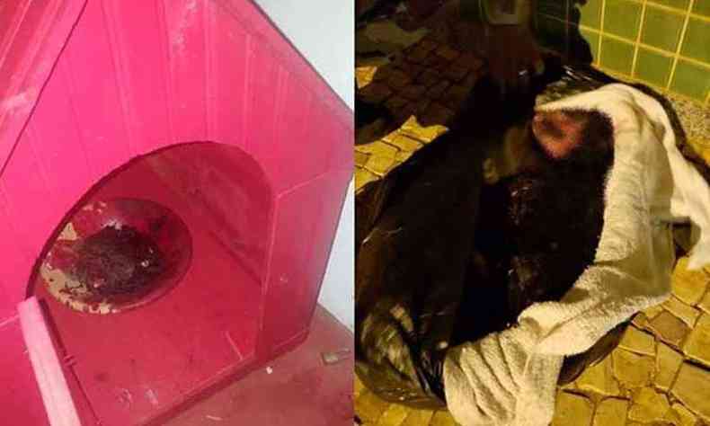 Na casa da cadela foi encontrada uma tigela com sangue. O animal j estava morto quando a polcia chegou ao local(foto: Arquivo pessoal)