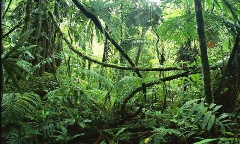 Nos �ltimos 300 anos, a superf�cie florestal caiu 40% em todo o mundo. Vinte e nove pa�ses perderam mais de 90% de suas �rvores(foto: Reprodu��o/Internet)