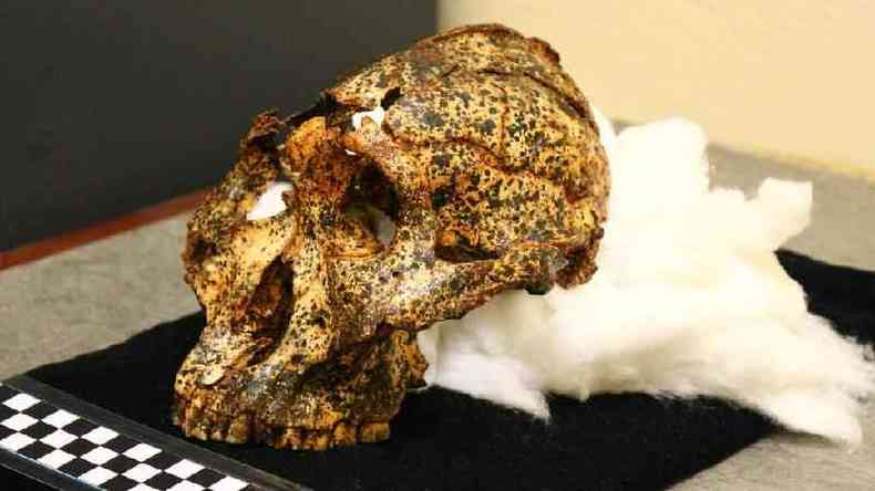 O crnio de dois milhes de anos  um espcime de Paranthropus robustus