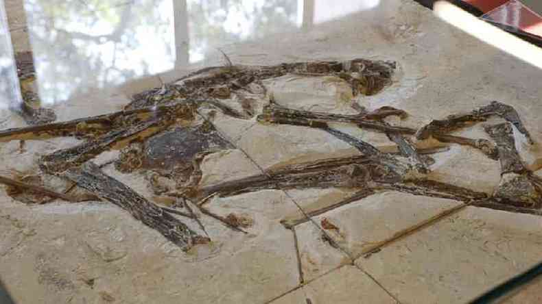 Museu da USP abriga o fssil mais completo de espcie de pterossauro que viveu h cerca de 115 milhes de anos