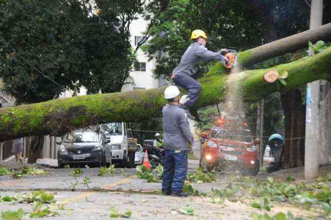Bombeiros tiveram trabalho para fazer o corte da rvore(foto: Beto Novaes/EM/D.APress)