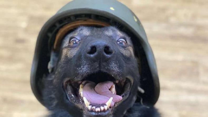 Os cães de Oleksandra foram uma fonte de apoio durante o bombardeio(foto: Oleksandra) O cachorro de Oleksandra em um capacete