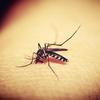Dengue: nova vacina deve chegar ao Brasil no segundo semestre
