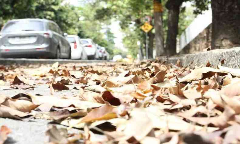Rua no Bairro Lourdes amanheceu coberta de folhas secas
