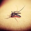 Número de mortes por dengue no país em 2022 é o maior em seis anos