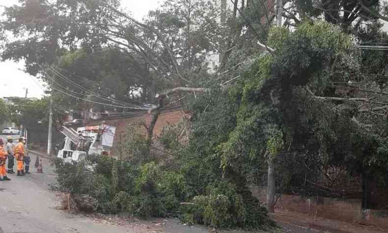 A rvore, de grande porte, caiu na Rua Dom Oscar Romero(foto: Corpo de Bombeiros/Divulgao)
