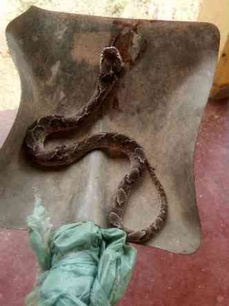 A cobra foi capturada(foto: Paulo Brando/Divulgao)