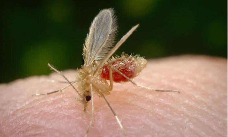 mosquito-palha em um dedo humano