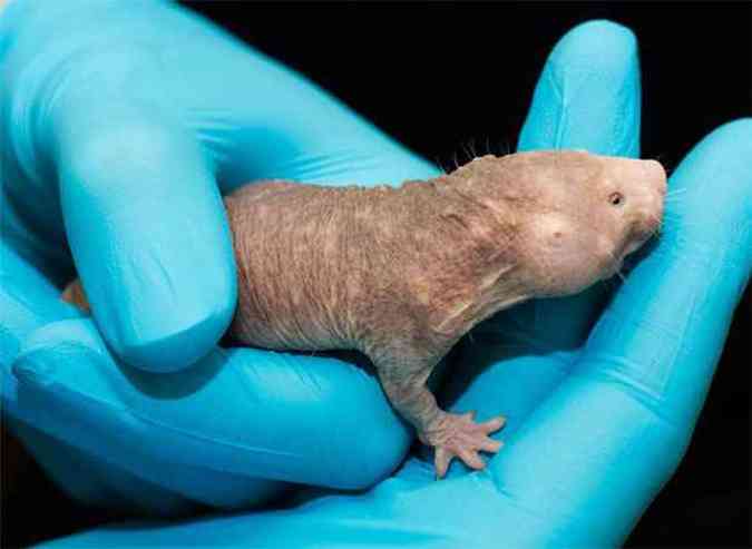 Os cientistas descobriram que entre os ratos-toupeiras-pelados, o ribossoma, a 