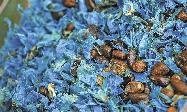 folhas azuis e sementes marrons em plano fechado da rvore do viajante
