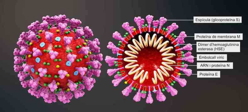 Vacina inova ao usar RNA da protena Spike, que o vrus da COVID-19 usa para infectar as clulas humanas(foto: Wikimedia Commons/)