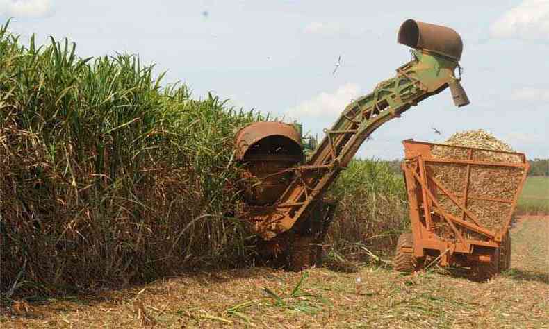 Plantio de cana-de-acar: investimentos atingem R$ 3 bilhes por ano nas lavouras(foto: Jair Amaral/EM/D.A Press)