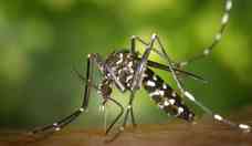 Estudo da UFMG: sandália de juta contra dengue, zika e chikungunya