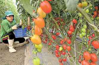 Produo de tomate foi prejudicada pelas chuvas: alta de 18,85%(foto: Iano Andrade/CB/D.A/Press)