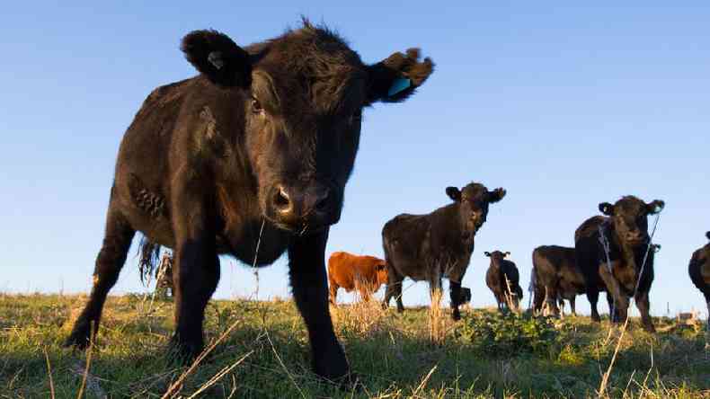 A doena da vaca louca provocou uma epidemia que matou animais e pessoas nos anos 1990