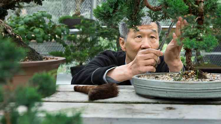 Homem idoso podando bonsai