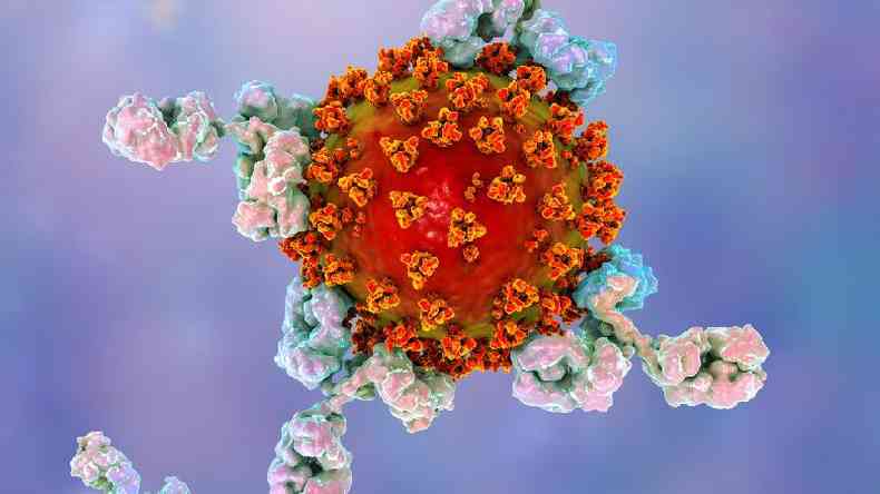 Ilustrao mostra anticorpos atacando o vrus que causa a doena covid-19(foto: Science Photo Library)