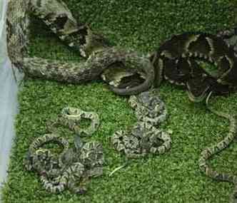 Serpentes nasceram nesta tera em BH(foto: Funed / Divulgao)