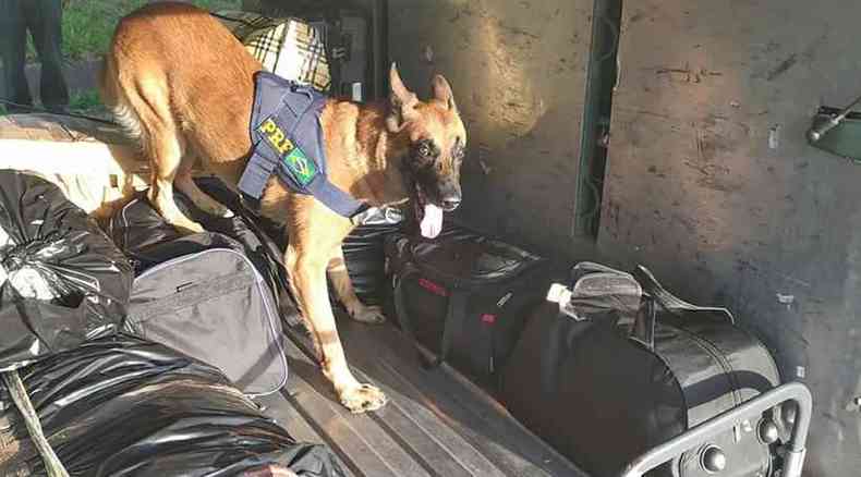 Cachorro da PRF vasculha malas dentro de nibus de viagem e encontra drogas