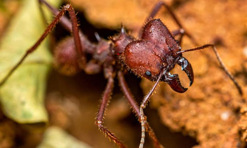 Um dos nomes populares da formiga saúva é 'formiga cabeçuda'(foto: Creative/Commons/Divulgação) Formiga saúva