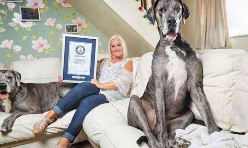 Freddy vivia em Essex, na Inglaterra, com sua tutora, Claire Stoneman; ele foi reconhecido pelo Guinness em 2016(foto: Guinness World Records/Divulgao )
