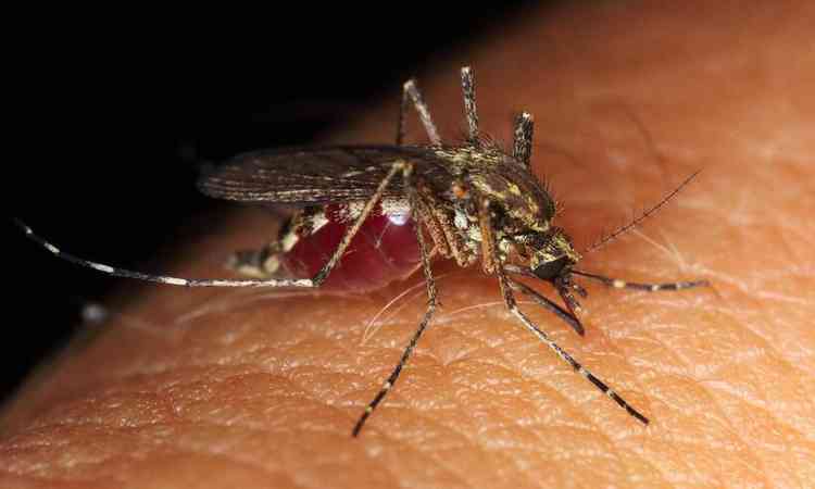 mosquito picando um brao
