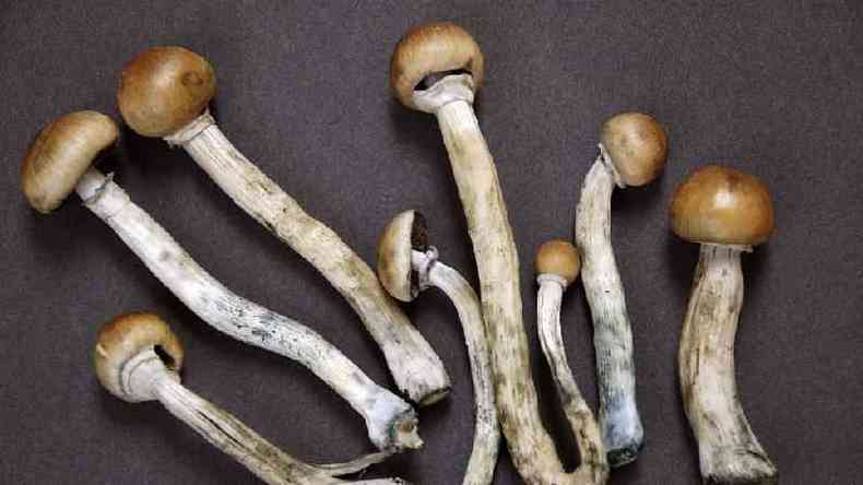 Cogumelos alucingenos colombianos