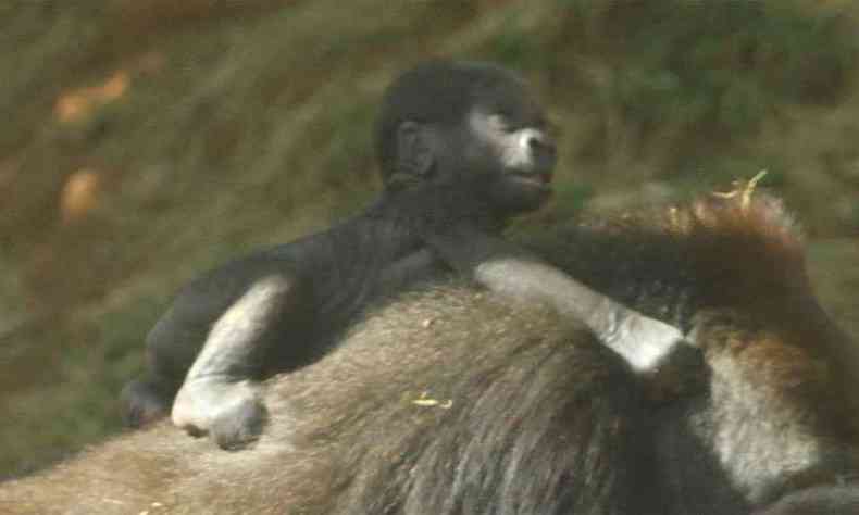 Gorila recm-nascido, ainda sem nome(foto: Jair Amaral/EM/DA Press)