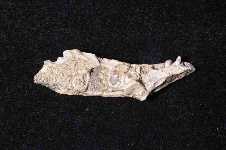 Fragmento da mandbula do dinossauro foi encontrado em escavaes para uma obra em Uberaba(foto: UFTM/Divulgao)
