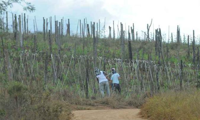 Integrantes da seita investigada trabalham em propriedade da comunidade em São Vicente de Minas, no Sul do estado(foto: Jair Amaral/EM/DA Press - 18/8/15) Integrantes da seita investigada trabalham em propriedade da comunidade em São Vicente de Minas, no Sul do estado(foto: Jair Amaral/EM/DA Press - 18/8/15)
