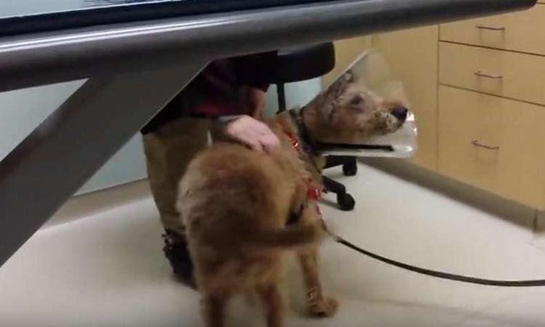 (foto: Reprodu��o/Facebook)