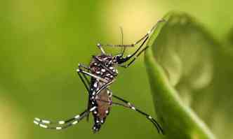 O mosquito Aedes aegypti, transmissor da febre chikungunya: dor forte nas articulaes  um dos principais sintomas da doena. Especialista teme impacto social da multiplicao dos casos(foto: Wikimedia/Reproduo)