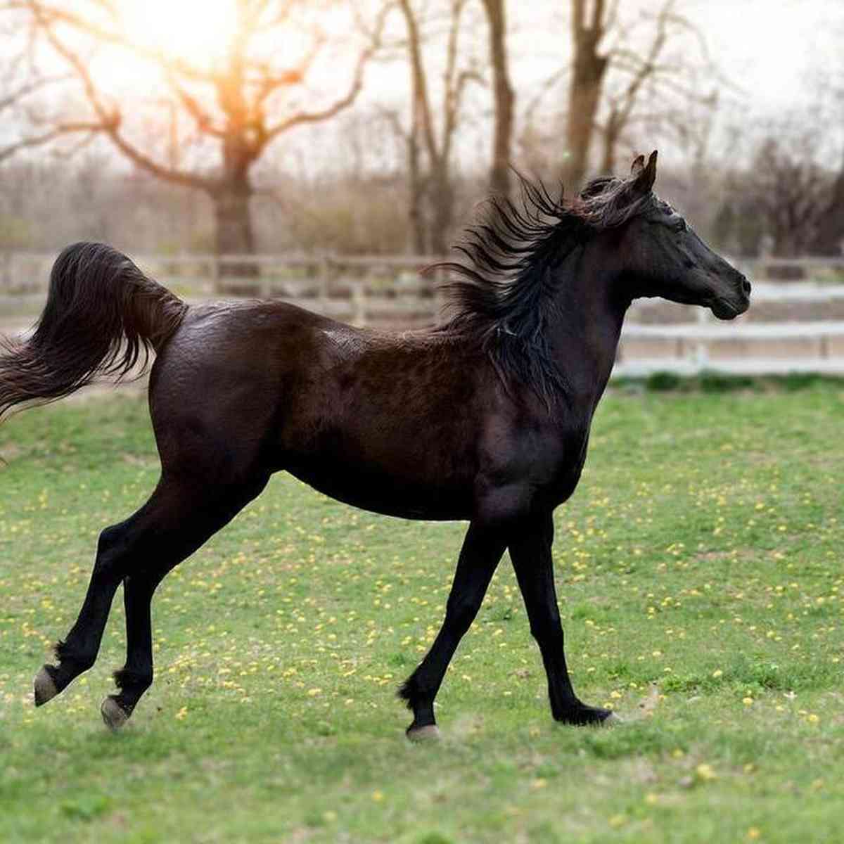 portal do zacarias homem matando cavalo