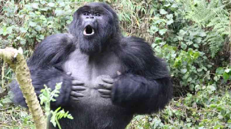 Golpes no peito podem ser ouvidos a um quilmetro de distncia e so uma forma de comunicao e identificao.(foto: Dian Fossey Gorilla Fund/PA Wire )